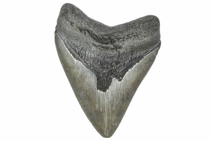 , Fossil Megalodon Tooth - Georgia #338735